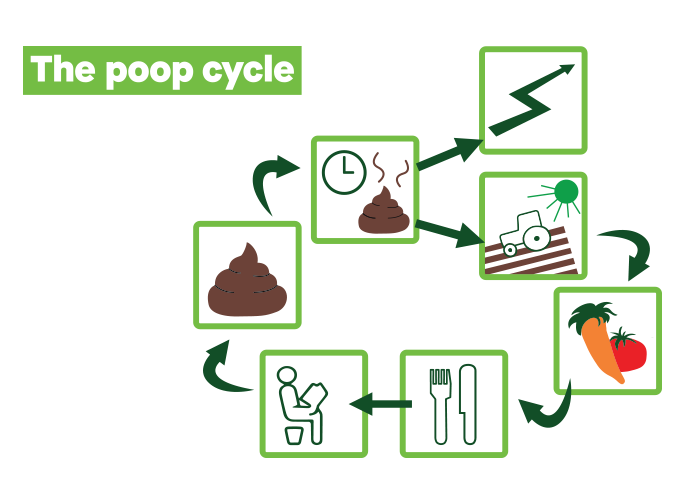 The poop cycle